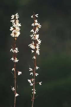 Blossoming Tree in Spring. Spring time in nature Stock Photos