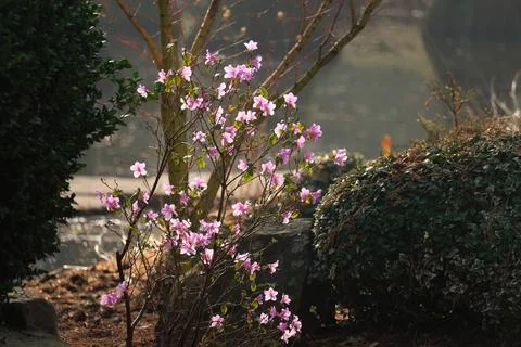 Blossoming Tree in Spring. Spring time in nature Stock-Fotos