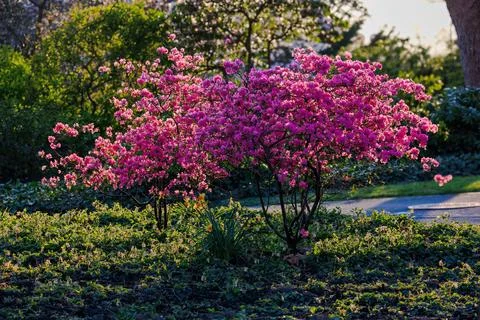 Blossoming Tree in Spring. Spring time in nature Stock Photos