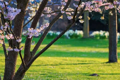 Blossoming Tree in Spring. Spring time in nature Stock Photos