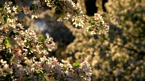 Blossoming Tree in Spring at Sunset Stock Footage 5164800