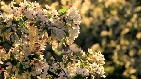 Blossoming Tree in Spring at Sunset Stock Footage 10750864