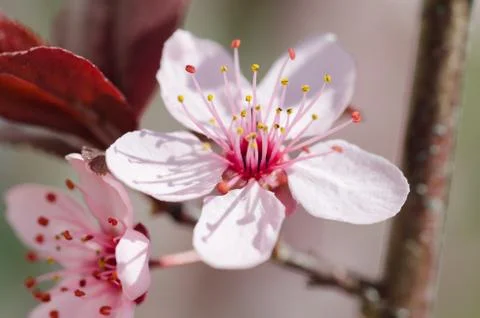 Blossoming tree in spring,macro,background Stock Photos