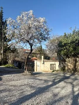 Blossoming tree street Stock Photos