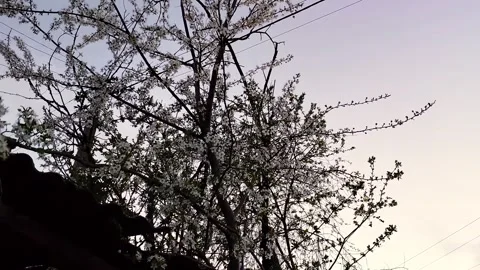 Blossoming Tree at Sunset with Power Lines Video stock 307291634