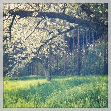 Blossoming Tree in a Tranquil Meadow Stock Photos