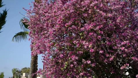 A blossoming tree under a clear blue sky. The middle plan. Flowers are heard in Stock-Footage 92146337