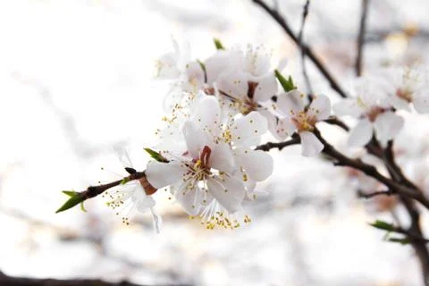 Blossoming tree on a white background Stock Photos