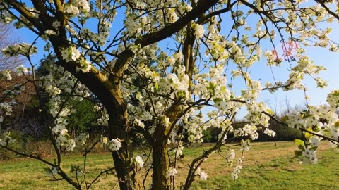 Blossoming tree with white flowers with a farm in the background Stock Footage