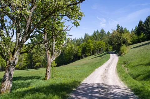 Blossoming Tree, Winding Forest Path Fotos Stock
