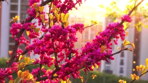 Blossoming trees, close-up Video stock 89360172