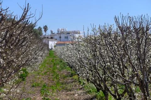 Blossoming trees create a picturesque pathway in a tranquil orchard under t.. Stock Photos