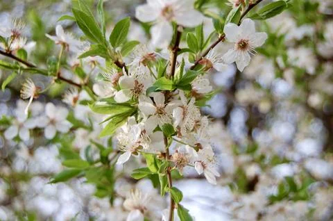 Blossoming Trees in Daylight Foto stock