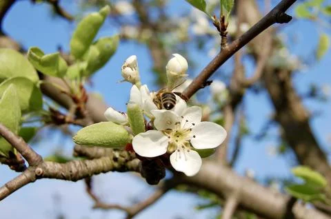 Blossoming Trees in Daylight Foto stock