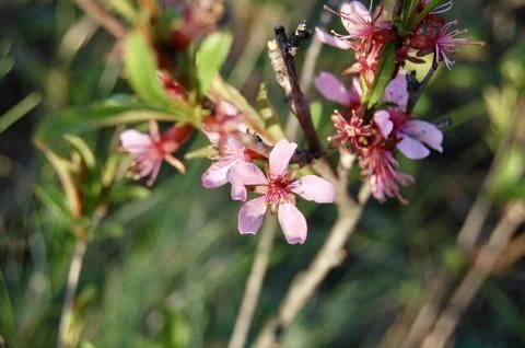 Blossoming Trees in Daylight Foto stock