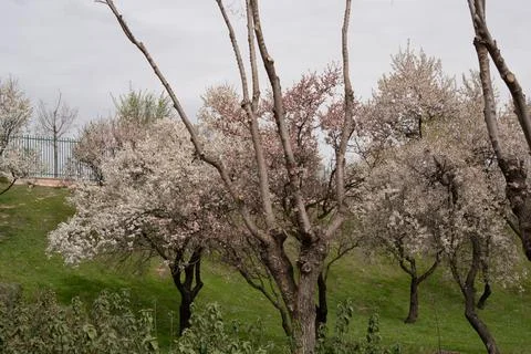 Blossoming trees displaying vibrant spring colors in orchard Stock Photos