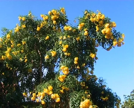 Blossoming trees Stock Footage 288506