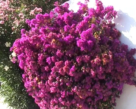 Blossoming trees Stock Footage 288509