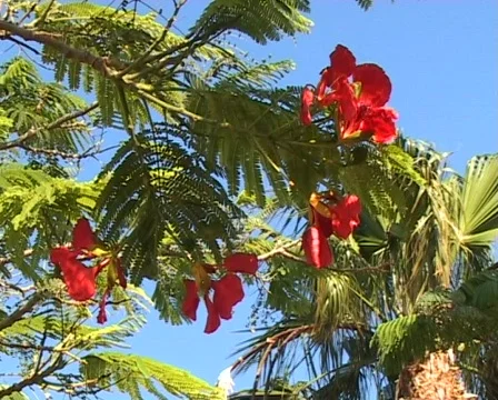 Blossoming trees Vídeo Stock 288514