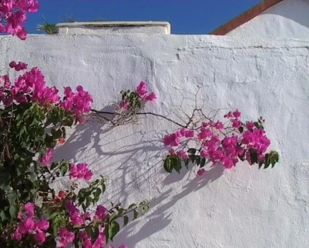Blossoming trees Stock Footage