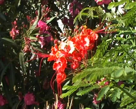 Blossoming trees Stock Footage 288518