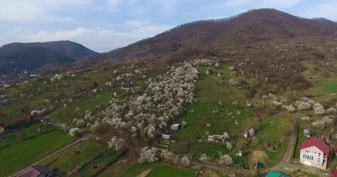 Blossoming Trees on the Hill Stock Footage 98169705