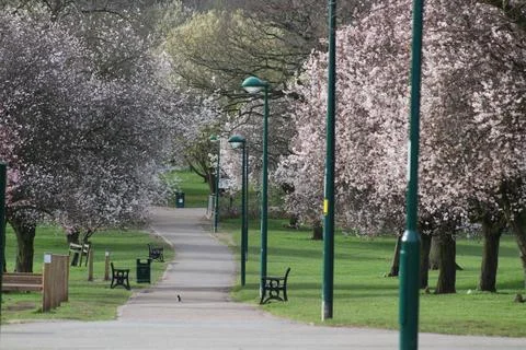 Blossoming trees in the park Stock Photos