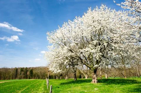 Blossoming trees Foto stock