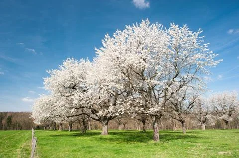 Blossoming trees Stockfoto's