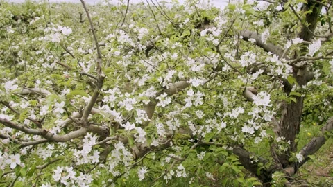 Blossoming trees in the spring on a cloudy day. Close up. 4k60p Stock Footage 132217028