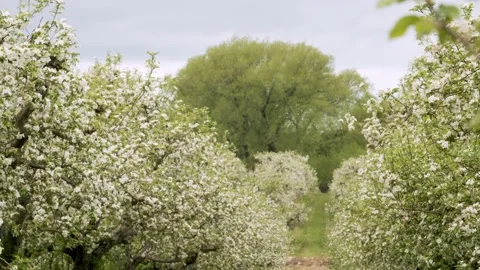 Blossoming trees in the spring on a cloudy day. 4k60p Stock Footage 132217145