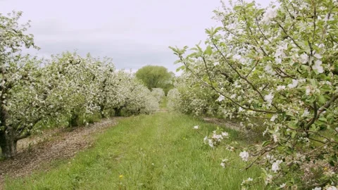 Blossoming trees in the spring on a cloudy day. Panning shot. 4k60p Stock Footage 132217792