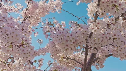 Blossoming trees in the spring Stock Footage 332600135