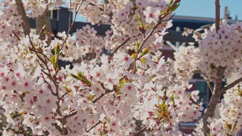 Blossoming trees in the spring Stock Footage 332600143