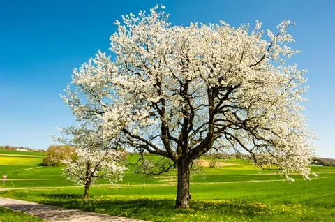 Blossoming trees in spring Foto stock
