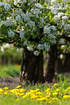 Blossoming trees in spring Stock Photos