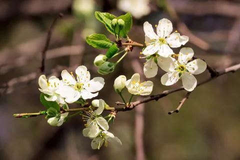 Blossoming trees in spring Foto stock