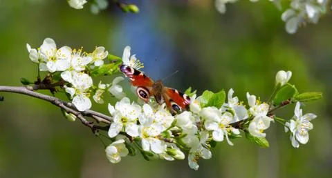 Blossoming trees in spring Stock Photos