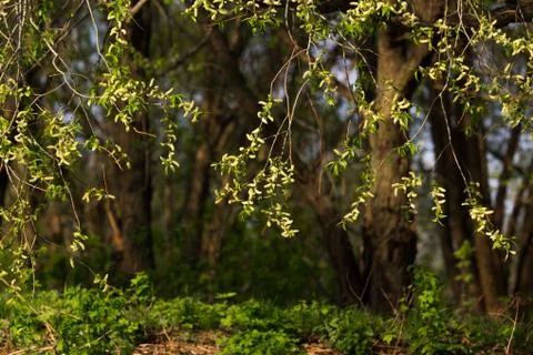Blossoming trees in spring Stock Photos