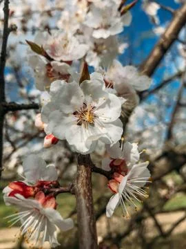 Blossoming trees in spring Stock Photos