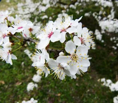Blossoming trees in spring Stock Photos