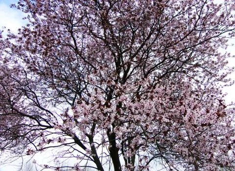 Blossoming trees in spring Foto stock