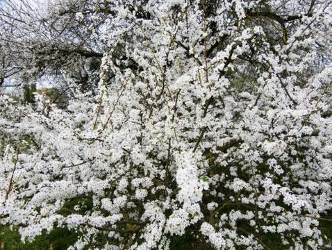 Blossoming trees in springtime Stock Photos