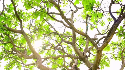 Blossoming trees in sunny day. Stock Footage 77413696