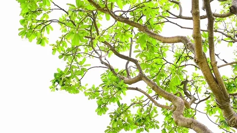 Blossoming trees in sunny day. Stock Footage 77413714