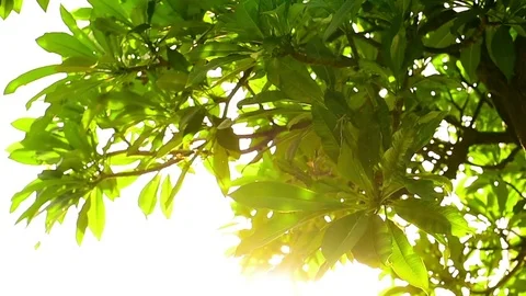 Blossoming trees in the sunset. Stock Footage 77413096