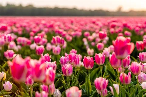 Blossoming tulip fields in a dutch landscape at sunset in the Netherlands Stock Photos