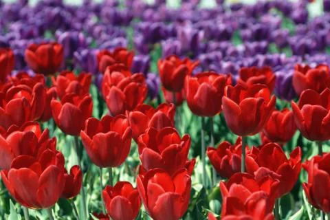 Blossoming tulips Stock Photos