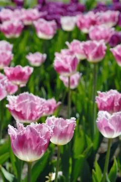 Blossoming tulips Stock Photos