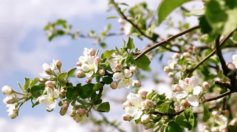 Blossoming twig of apple Stock Footage 62925370